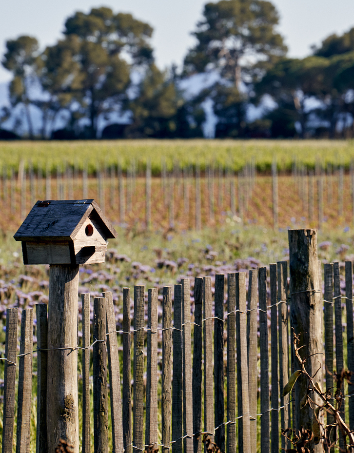 un-nichoir-dans-les-vignes-du-clos-mireille-en-provence