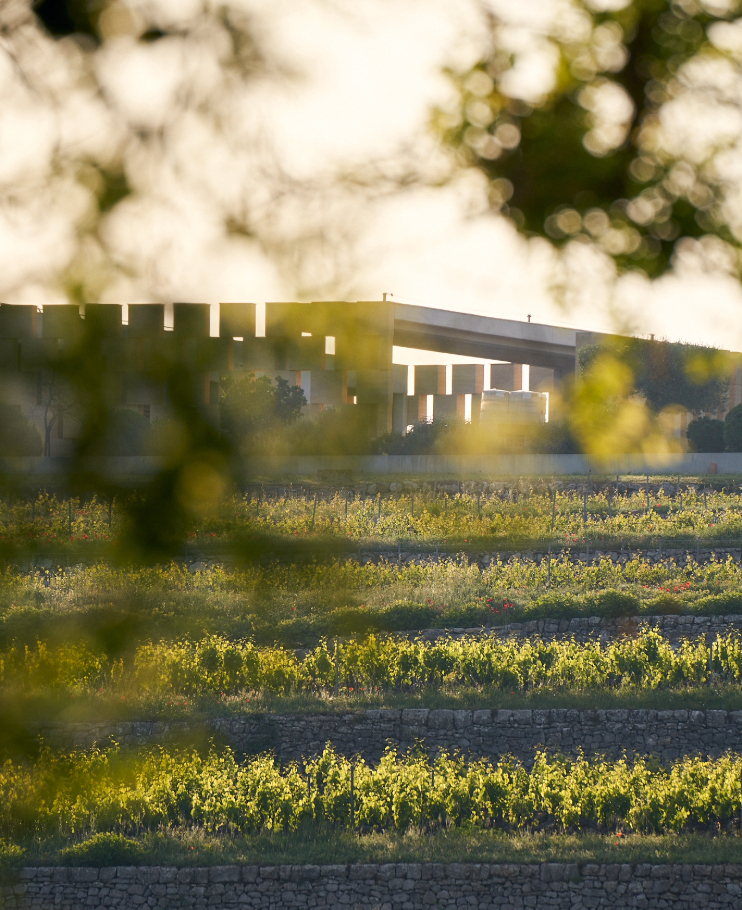 le-chateau-de-selle-entouré-de-ses-vignes
