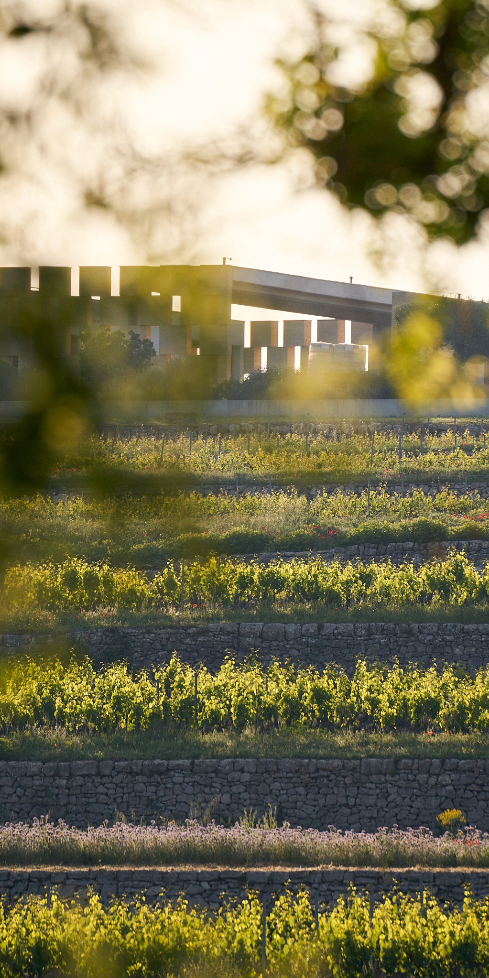 le-chateau-de-selle-entouré-de-ses-vignes