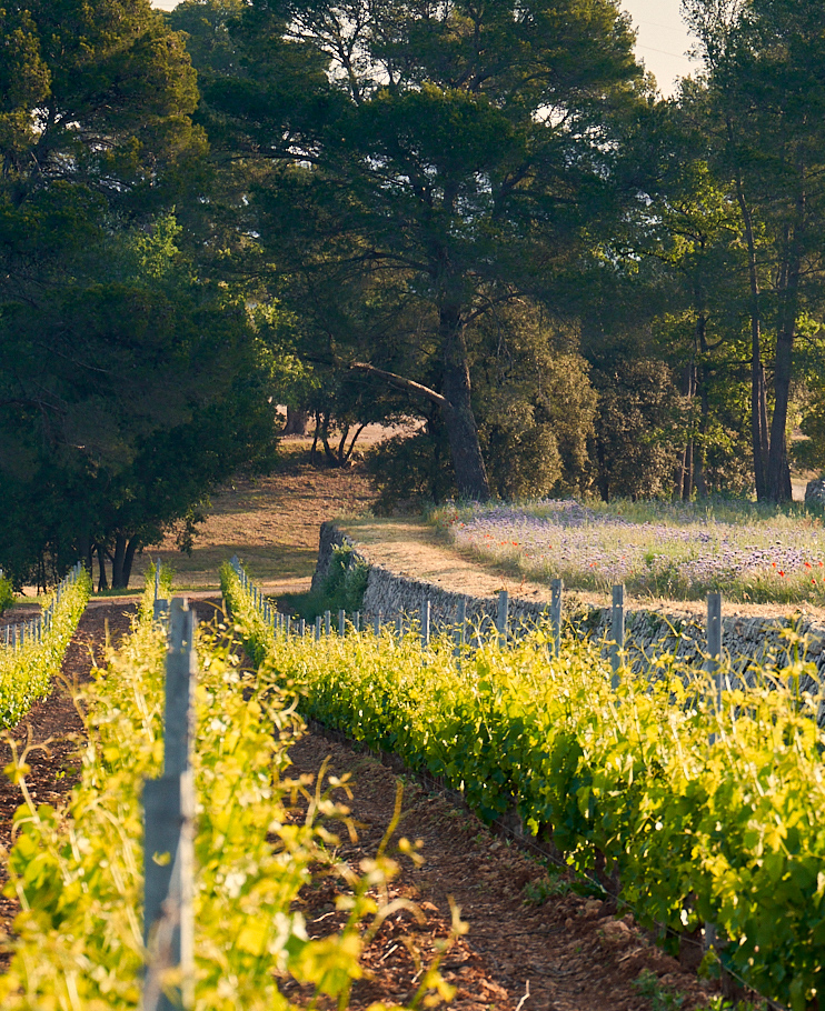 les-vignes-du-chateau-de-selle-en-provence