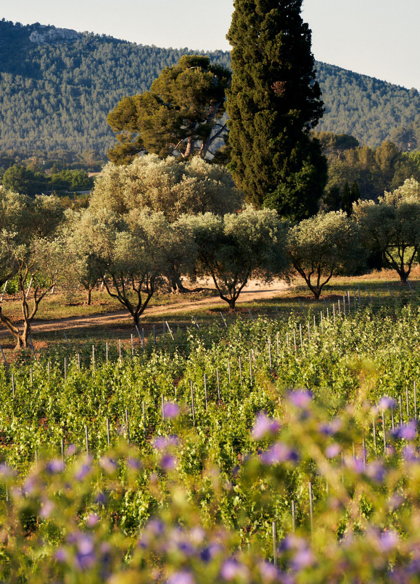 les-vignes-en-fleur-du-chateau-romassan