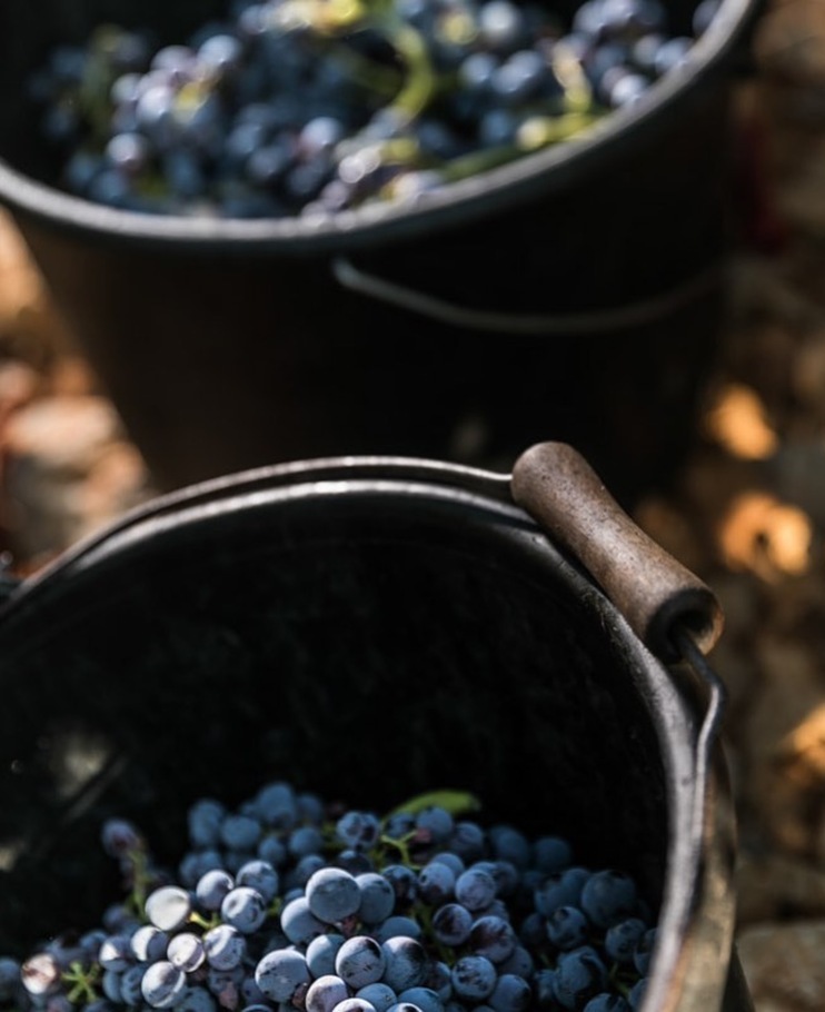 deux-seaux-de-raisins-lors-des-vendanges