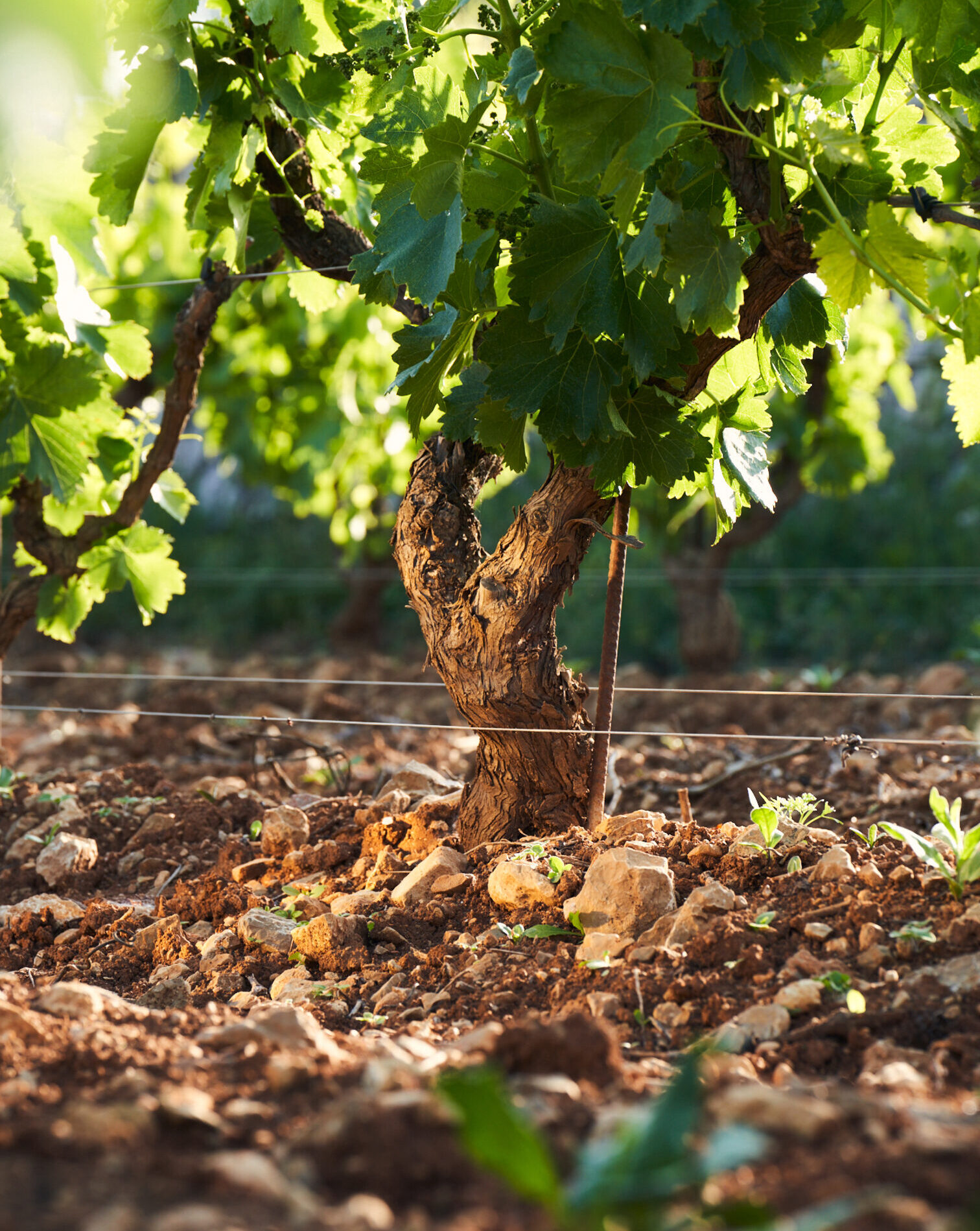 un-pied-de-vigne-au-coeur-de-son-terroir-provencal