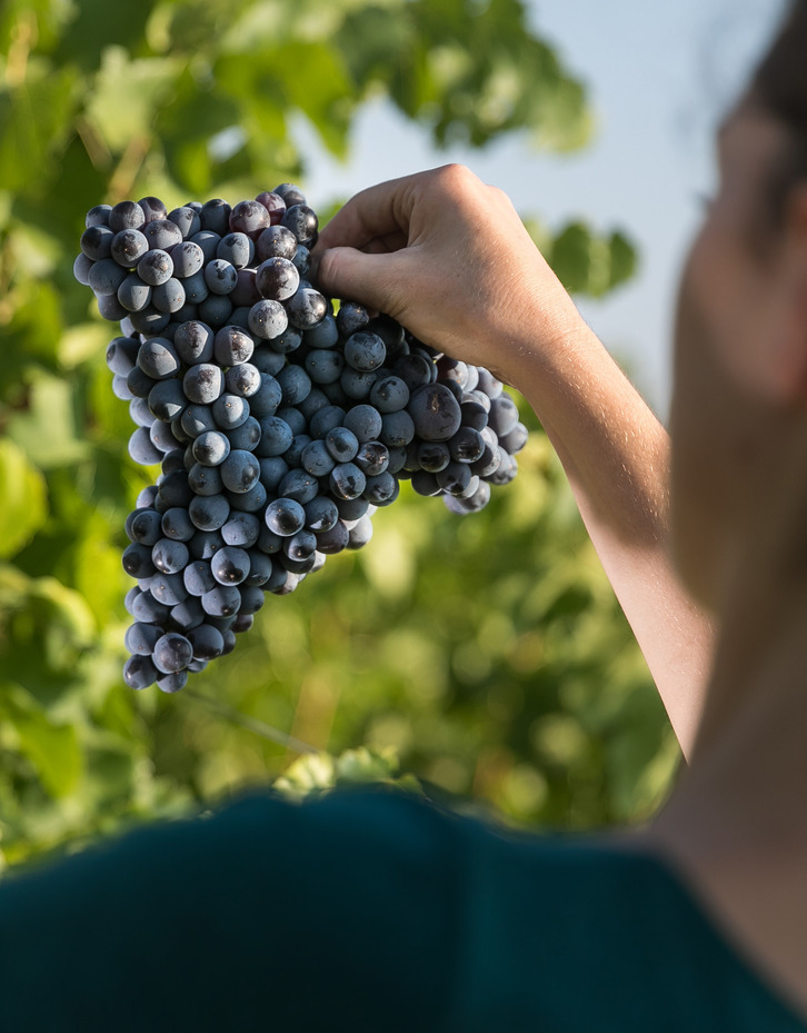le-cepage-mourvedre-cueilli-dans-les-vignes-a-bandol