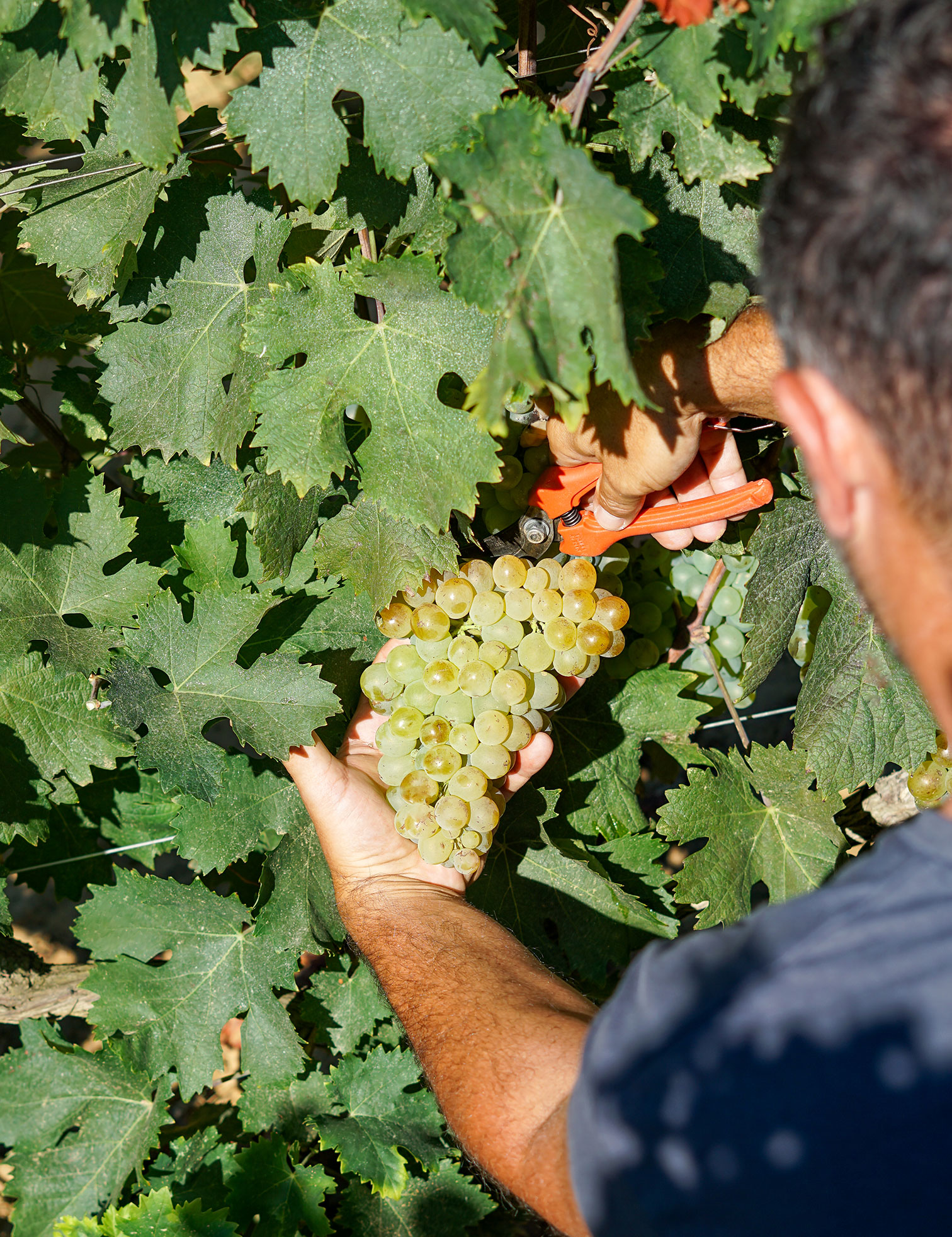 a-harvester-picks-a-bunch-of-white-grapes-the-variety-is-rolle
