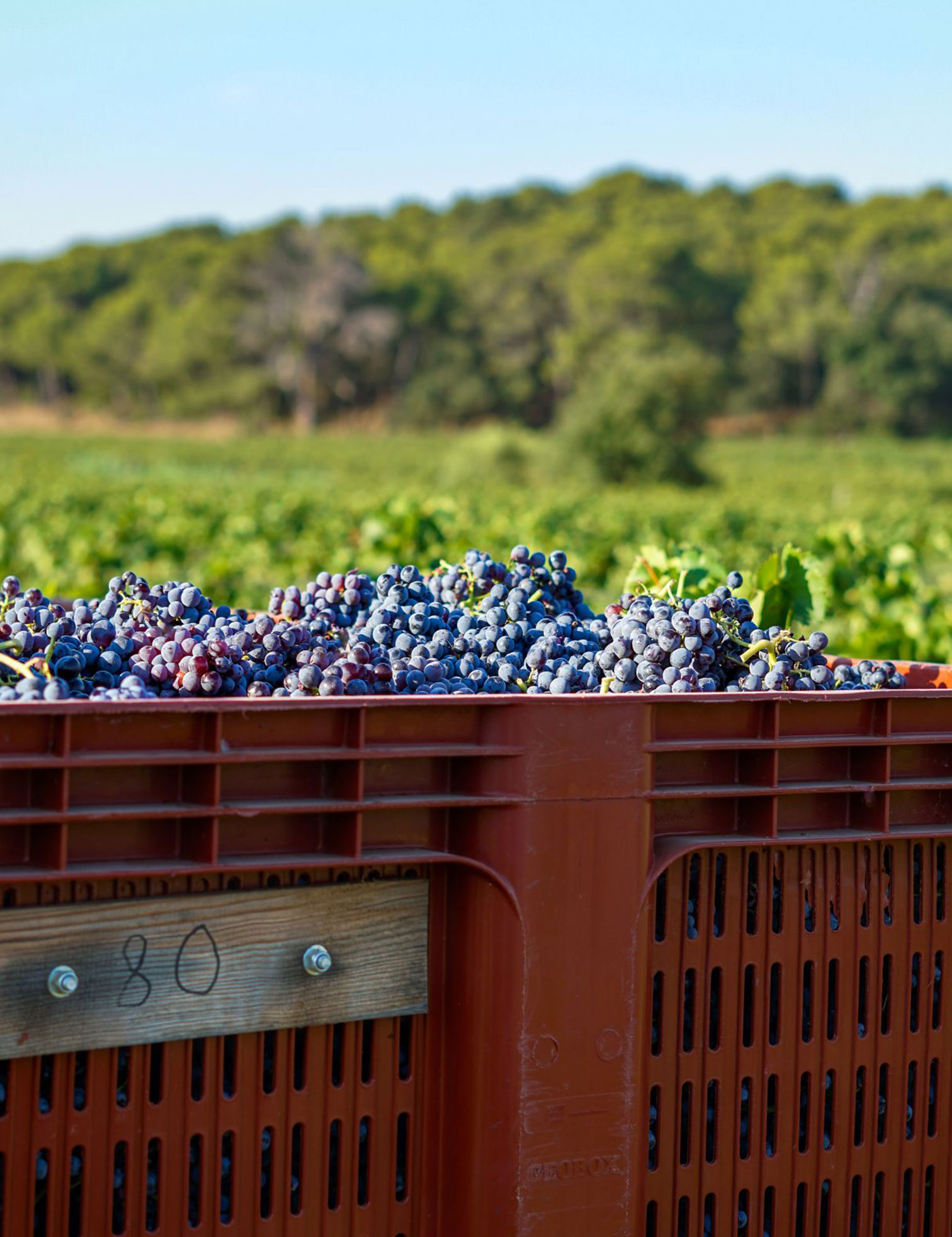 une-caisse-de-vendange-avec-du-raisin-noir