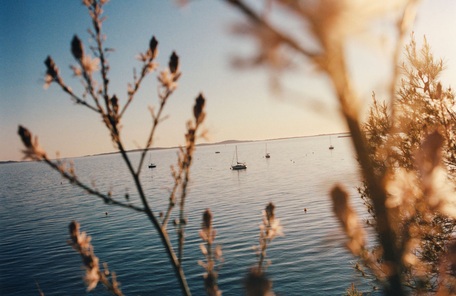 vue-sur-la-mer-en-provence-avec-plantes-typiques-et-des-bateaux