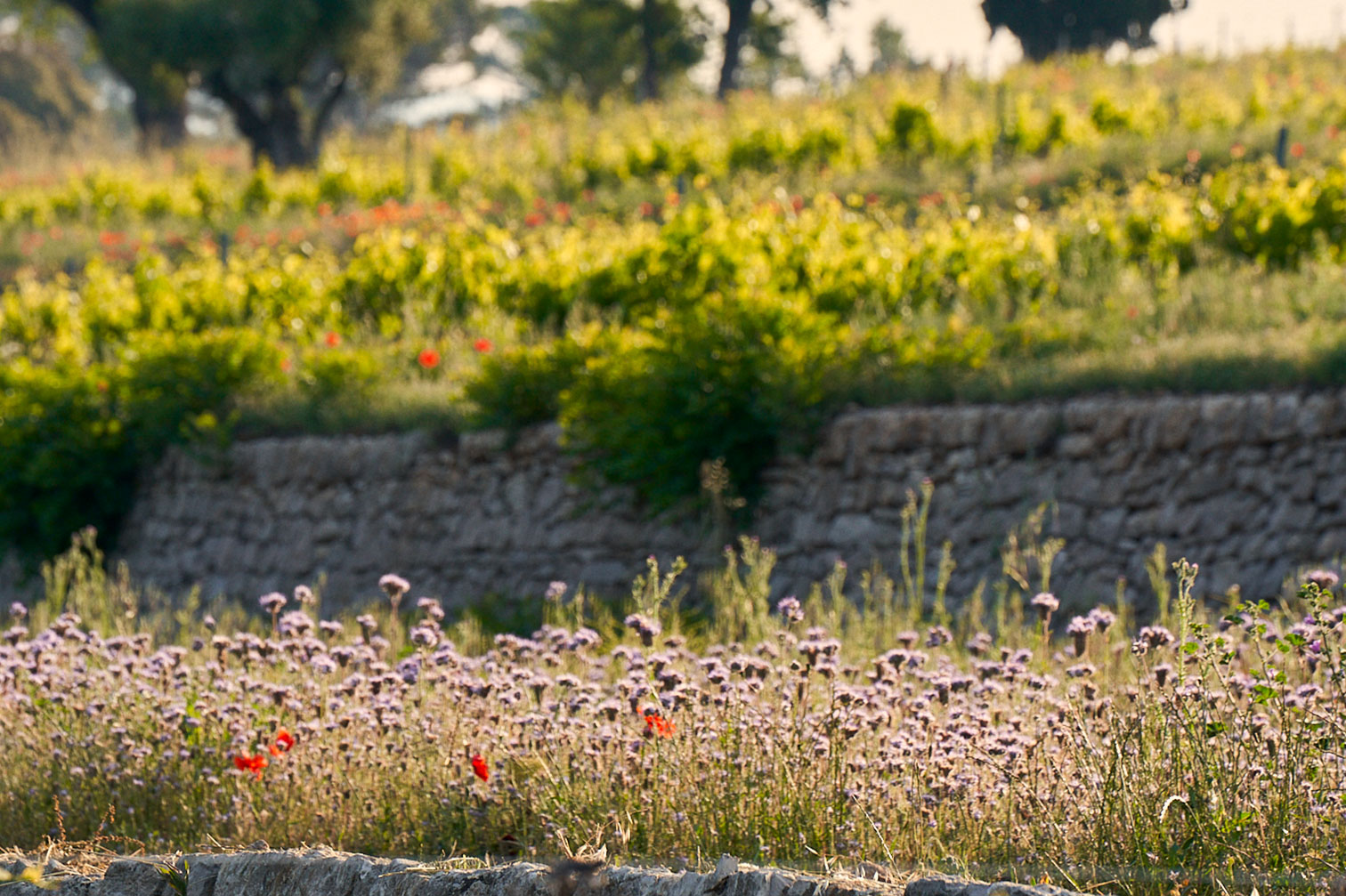 les-vignes-domaines-ott-en-terrasse-en-provence