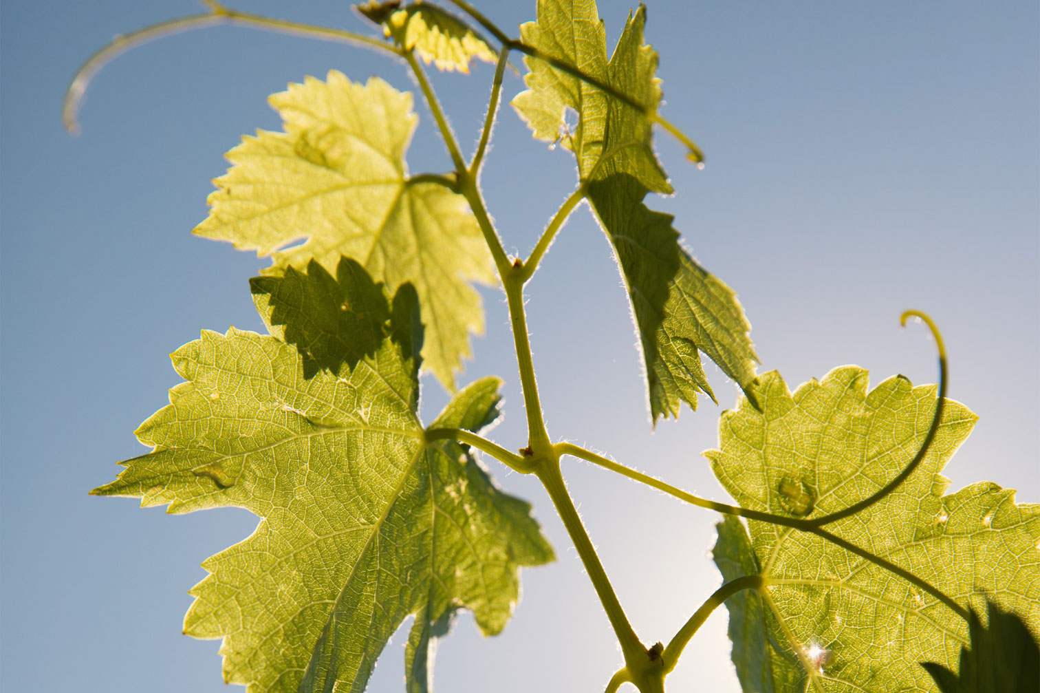 une-apex-de-vignes-de-provence-sous-un-ciel-bleu
